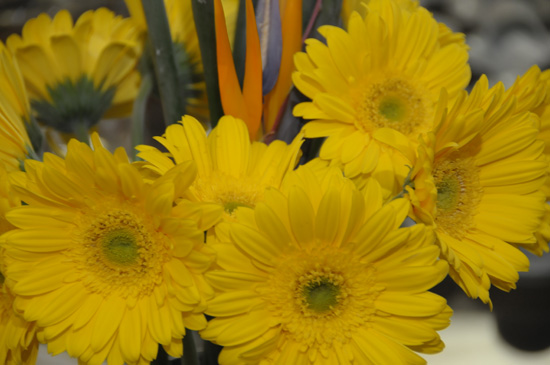 Fot�grafo Joaquim Mello (Magis Produ��es)