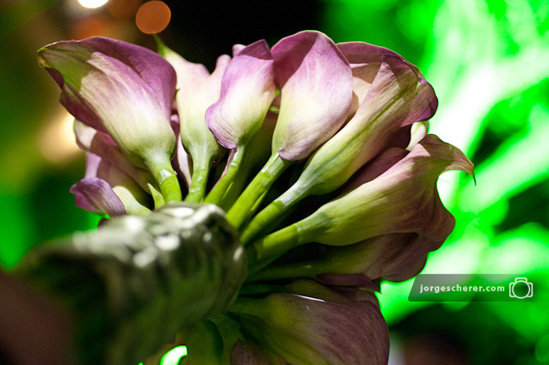 Fot�grafo Jorge Scherer